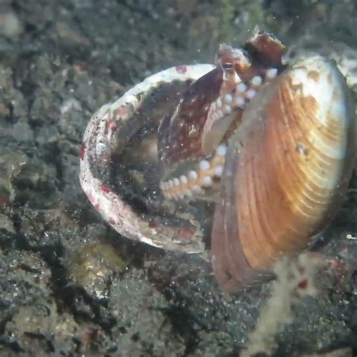 Coconut Octopus Duck and Cover The smartest sea creature on the Reef