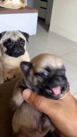 5.5K reactions · 128 shares | My little pug babu is just too cute for words! Seriously considering cancelling all my plans just to watch this face all day.  Send help (or more treats)! Hashtags: #PugLife #PugBabu #CutePuppy #Furbaby #PuppyLove #DogReels #PugsofFacebook #cutestdog #pug #dog #reels #tranding #pugdog #puglife | Jodi Mesdag | Facebook