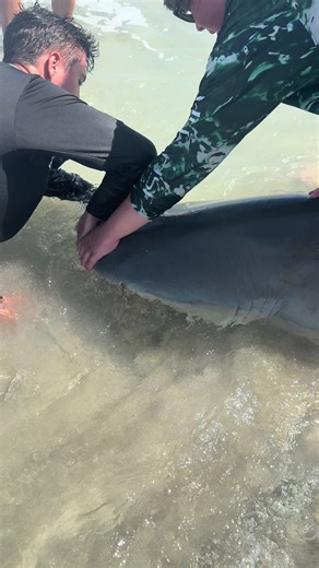 #CapCut ‼️‼️dehooking a giant bull shark‼️‼️@JUNO BRANDON @SC Sharking #sharkfishingtips #sharkfishingcharters #sharkfishingtutorial #tigershark