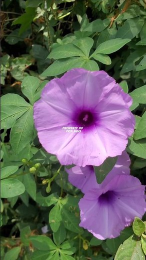 Wild yam grows invasively ‼️ Ipomoea cairica #ubikates #ipomoea #ipomoeacairica railroad creeper