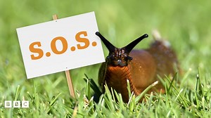 'Save our slugs', says RHS and Wildlife Trust