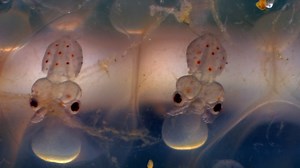 Nature:Baby Cephalopods' First Moments Season 38 Episode 1