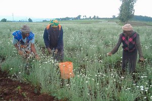 Pyrethrum Processing Company of Kenya to increase production in 25 counties