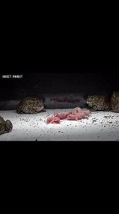 112K views · 1.4K reactions | Pacman frog eating five pink mice. | Insect Forest | Facebook
