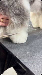 Safety is always our first rule when grooming! Try all the fun tips and tricks, but please never forget that we work on living creatures that react or have tickly feet. 😊 | The Informed Groomer