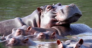 Colombia starts sterilizing hippos descended from pets of drug kingpin Pablo Escobar