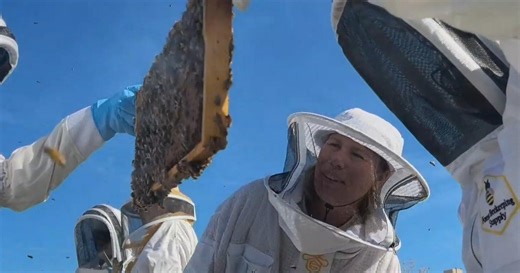 Veterinary students learn to treat honeybees in addition to pets and livestock