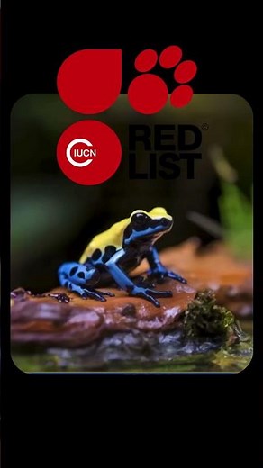 Poison Dart Frog: How Epibatidine Became One of the Deadliest Toxins on Earth