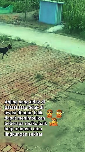 Berikut beberapa contoh resiko yang mungkin terjadi : 1.SERANGAN PADA MANUSIA : Anjing yang tidak terlatih atau tidak di awasi dapat menyerang manusia,terutama jika mereka merasa terancam atau terprovokasi. 2.KECELAKAAN LALU LINTAS : Anjing yang berkeliaran di jalan raya dapat menyebabkan kecelakaan lalu lintas yang berpotensi fatal bagi manusia dan hewan lain. 3.PENYEBARAN PENYAKIT : Anjing yang tidak di Vaksinasi atau tidak dirawat dengan baik dapat membawa penyakit yang menular ke manusia ata