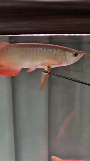 Red Dragon Arowana Indonesian Red Dragon Fishkeeping Diary Ornamental Fish | Kasim Birds Farm