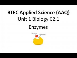BTC Applied Science: Unit 1 Biology: Enzymes