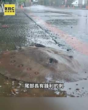 高雄馬路驚見魟魚！被沖到路面蠕動掙扎求生 #shorts