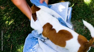 Overhead view of playful Jack Russell terrier being toweled down after bath