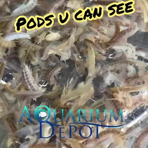 1K views · 11 reactions | The fishies LOVE our pods ….. because u can...