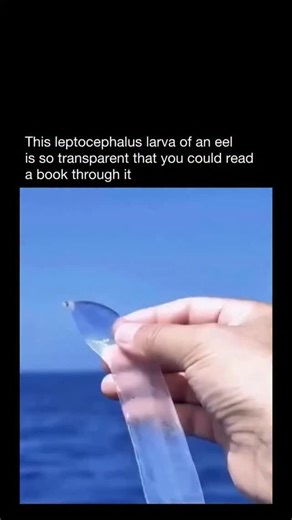 @visionwality on Instagram: "The leptocephalus is the clear, ribbon-like larval form of eels and certain other fish such as tarpons and bonefish. For eels, including the European eel (Anguilla anguilla) and American eel (Anguilla rostrata), this stage begins right after hatching and can last anywhere from several months to over a year. Leptocephali are flat, leaf-shaped, and nearly invisible in the water because of their transparency. They drift vast distances on ocean currents before developing