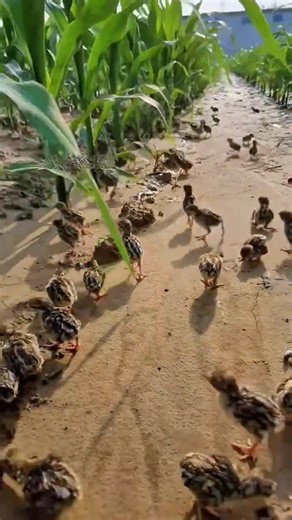 Smart Farming with Partridges | Natural Pest Control Without Chemicals.