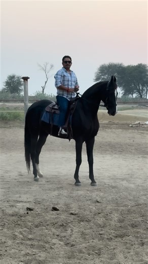 ♠️ UPPAL STUD FARM 45 RB ♠️ on Instagram: "Brood mare : NAGINA 💎🐎 One of the Tallest and Longest mare in Ratnakar line⛳️ at Uppal Stud Farm 45RB Sire : LATE FREEDOM Grandsire : LATE RATNAKAR . . . . @_tajinderuppal_ . . . . #uppalstudfarm #uppalstudfarm45rb #marwarihorse #viral #marwaribreed #trending #reels #alishaan45rbwala #alishaan #nagina"