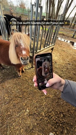 Welcher Sound passt am besten für Ponys?