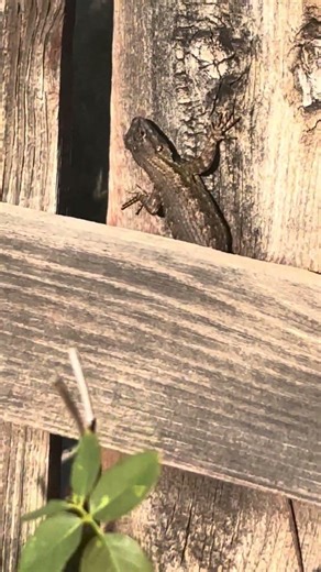 Big fat lizard 🦎 #nature #lizard