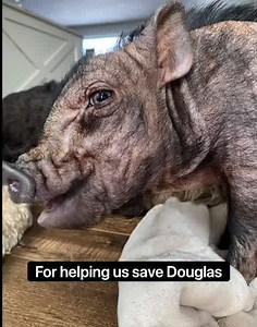 Douglas has been with us 4 short weeks. He is a fighter through and through. He has gained 3.5 lbs (almost 40% of his initial weight). His mange is gone - his skin is looking amazing , and he has little bristles coming in! When he arrived , his eyes had sunken in from his emaciation causing his eyelids to flip under . Each time he blinked - his eyelashes scratched the surface of his eye, causing painful ulcers and infection . After a month of tacking sutures and weight gain- his eyelids are sitt