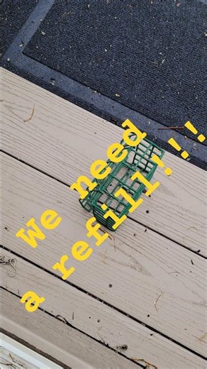 🐦🐿🦝The animals are getting bold.🦝🐿🐦