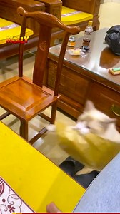 190K views · 3.5K reactions | Is it me, or are these cats plotting something mischievous? 樂 | Molly | Facebook