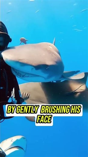 This Shark Actually Smiled ! #shorts #viral #ocean #cute