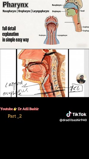 Understanding the Pharynx: Nasopharynx, Oropharynx, Laryngopharynx