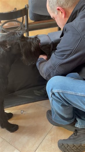 Pro or Con??? 😆😆😆#skylinegiantschnauzer #giantschnauzers #dogsofinstagram #pros #cons #nopersonalspace #giantlove #petsofinstagram #funnyvideos | Skyline Giant Schnauzers