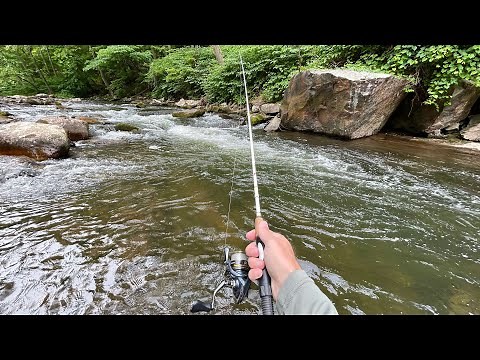 Mountain Stream TROUT Fishing (Brown, Brook, Rainbow)