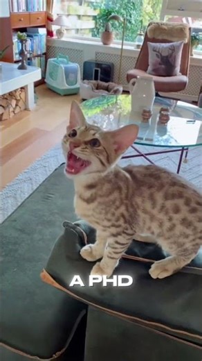 CUTE Ocicat #catvideo #catlovers #viral #kitten #petlovers #funnycats #funnyanimals #pets #cute