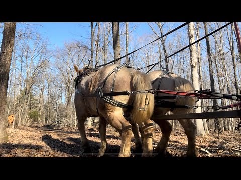 Horses Pulling Heavy, different techniques and why