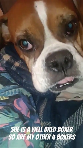 this is Betsy my 8 yr old Fawn reactive boxer ‪@Olivia.and.Lucy_the.servicedog‬