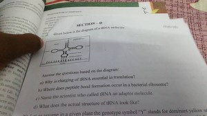 Given below is the diagram of a tRNA molecule Answer the questi... | Filo