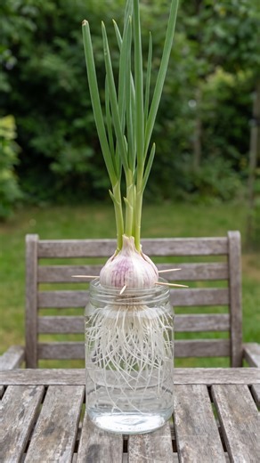 Why did I wait so long to try this garlic hack? 🧄 #gardenhacks