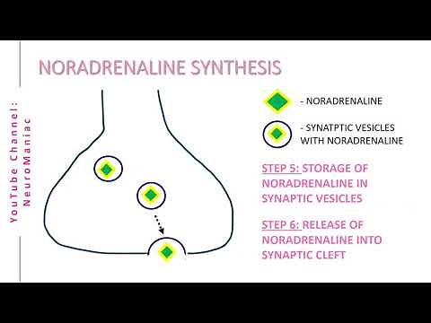 NEUROSCIENCE: BIOSYNTHESIS OF NORADRENALINE (NOREPINEPHRINE) - TYROSINE, L-DOPA, DOPAMINE PRECURSORS