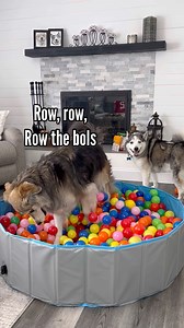 26K views · 2.6K reactions | Champ & Tyson were getting stir crazy with all the rain we had been having. So, I bought them a kiddie pool and filled it up with their ball pit balls and they had a blast! PSA: This video was filmed before Champ injured himself. #dogs #ballpit #goldenretriever #siberianhusky | The Half Husky Bros | Facebook