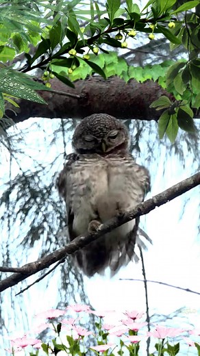 28K views · 1.1K reactions | Funny Owl 藍藍藍 | Awesome Owls | Facebook