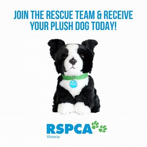 Make a lifesaving difference for dogs in need, and receive a cuddly plush dog 🐶 By giving monthly, you’ll help provide the vital treatment, comfort, and love they need on their journey to a new home. | RSPCA Victoria