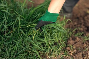 Weeds Taking Over Your Lawn and Yard? Here's Your Plan for a Weed-Free Lawn with 3 Simple Steps.