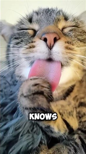 What Cat Saliva REALLY Looks Like Under Microscope 😱🔬