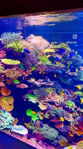 Have Great Weekend !! #ocean #naturelovers | Polo Reef by Andrew Sandler