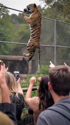 Watch how fast this tiger moves #intense #wildlife