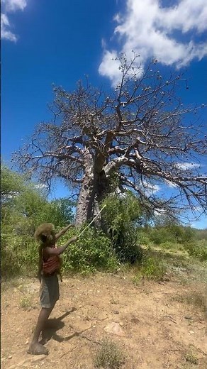 Hadzabe bushmen Chabba show us the ways he gets ancient baobab fruits in the nature