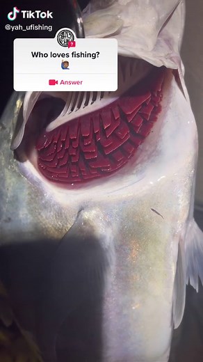 #question from @yah_ufishing #we love fishing #fishing #fyp #foryoupage #papio #ulua #trevally #hawaii #oahu
