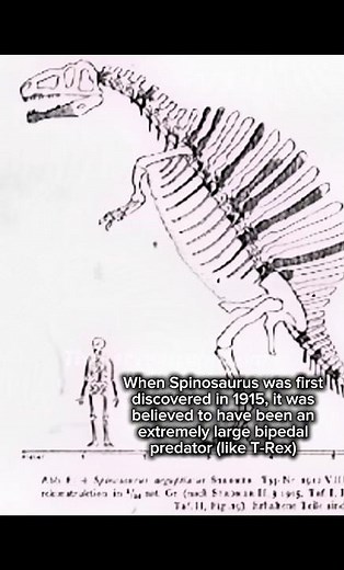 The evolution of our understanding of Spinosaurus #spinosaurus #dinosaur #paleontology