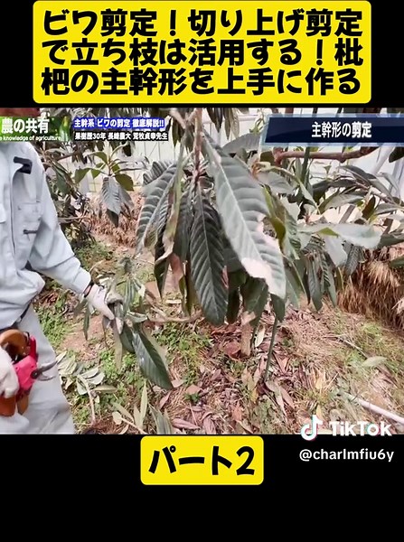 ビワ剪定のコツと主幹形の作り方