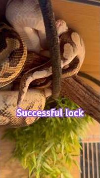 Two ball pythons locked and we couldnt be more excited #snake #breeding