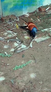 31M views · 150K reactions | #baranek #bunny #karze #wielkanoc #kr #easter #rabbit #minilop #easterdecor #cutebunny #owca #rabbitlove #bunnylove #home #owieczka #wielkanocnedekoracje #sweetrubbit #teddybear #teddy #karzelek #instarubbit #sweets #sweetbunny #handmade #madeinpoland #koszyczekwielkanocny #mini #instabanny #baranekteddy #ekteddy | Julianna Santana | Facebook