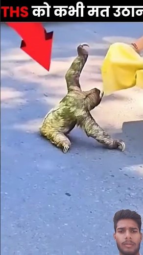 Never Touch a Sloth ❌ #facts